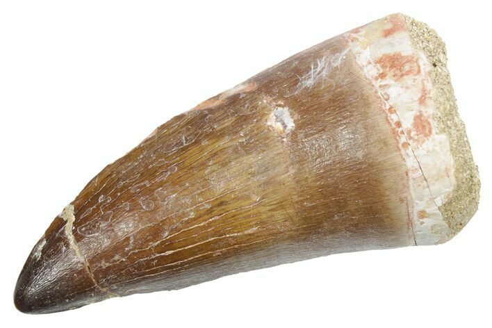 Huge Fossil Mosasaur (Thalassotitan) Tooth - Morocco #353223